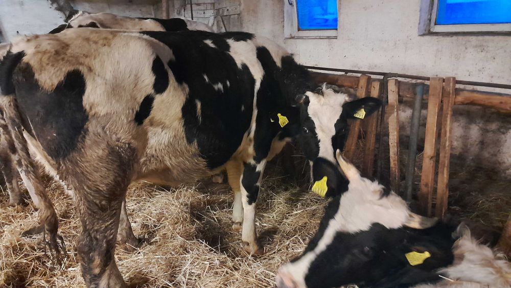 Jałówki wysokocielne