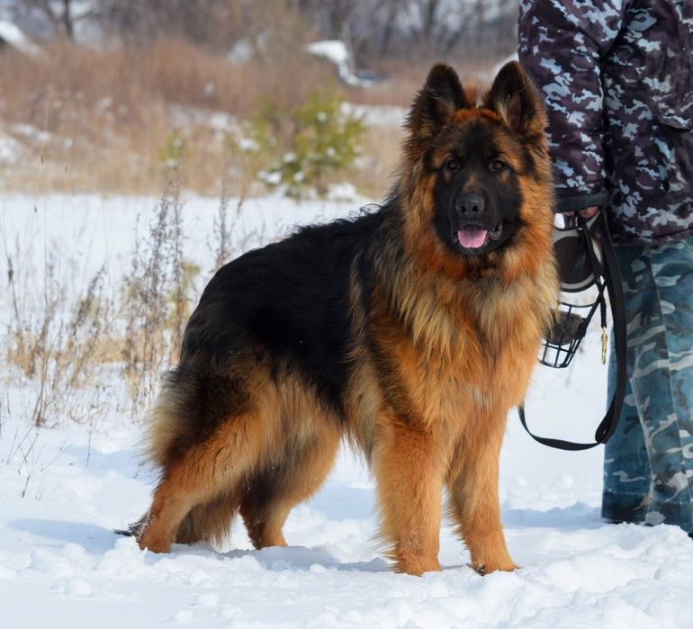 Собаки. Вязка. Длинношерстая немецкая овчарка.