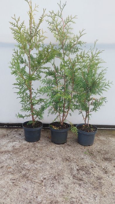 Tuja brabant 80-105 cm doniczka 2l Promocjaa