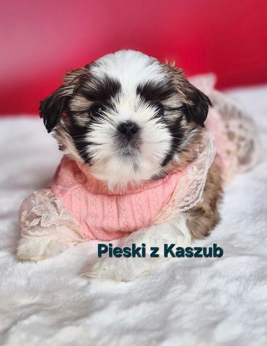 Shih-tzu Ost. dziewczynka do rezerwacji z Hodowli Pieski z Kaszub