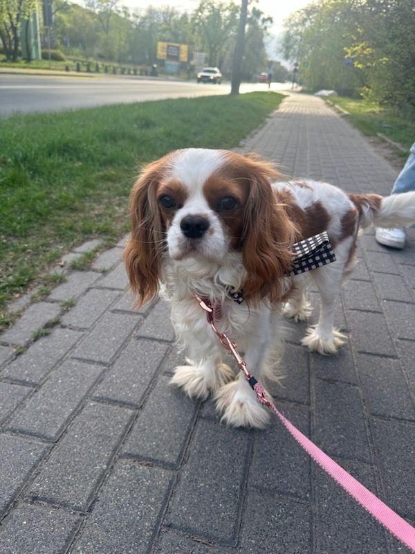 Cavalier king charles spaniel