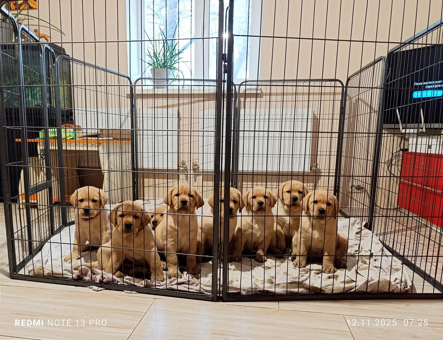 Цуценята Лабрадор ретривер
