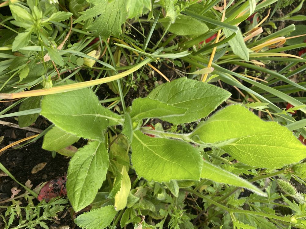 Rudbeka sadzonki