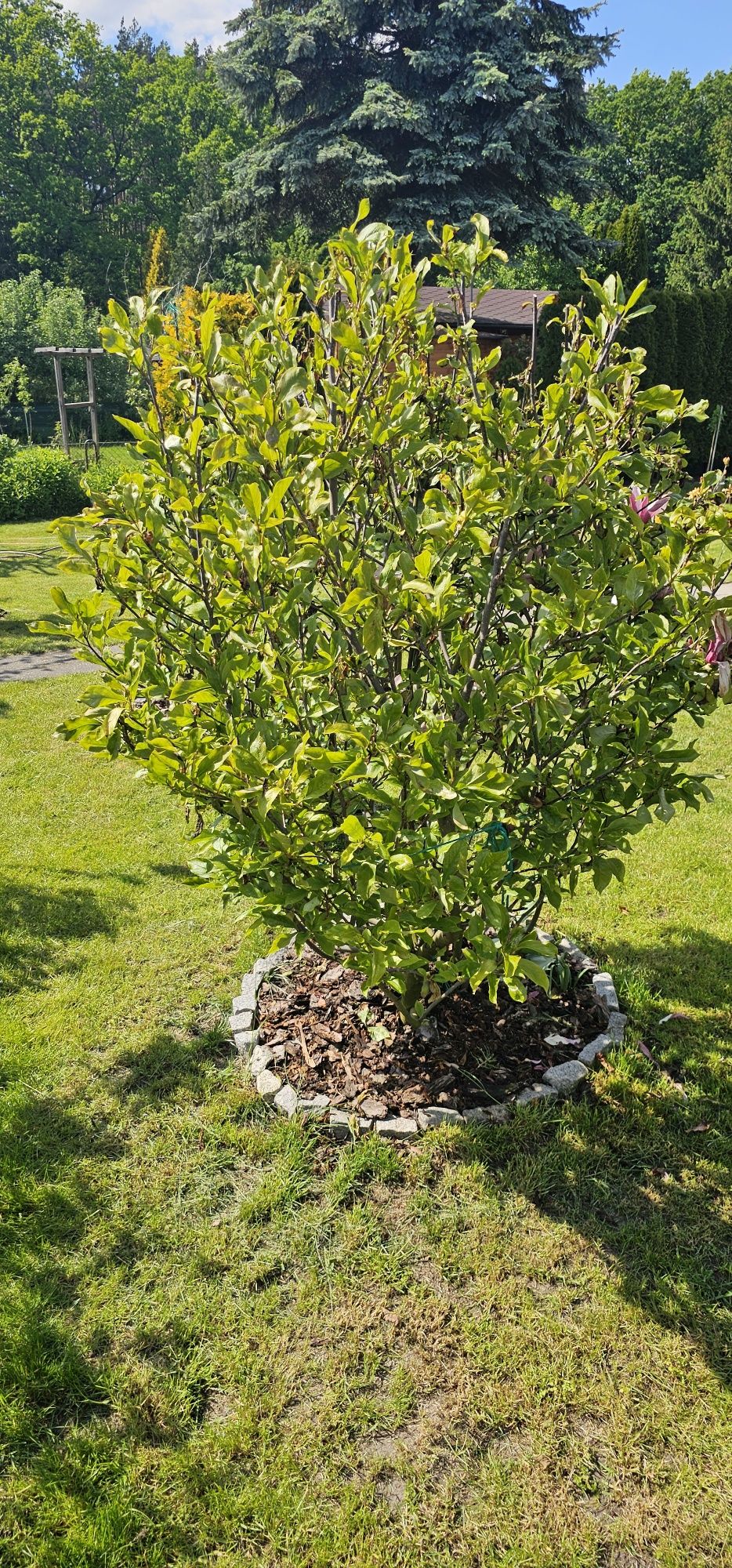 Magnolia duży krzak złożony z dwóch odmian 180 cm