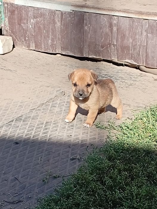 Подарую хороших собачок