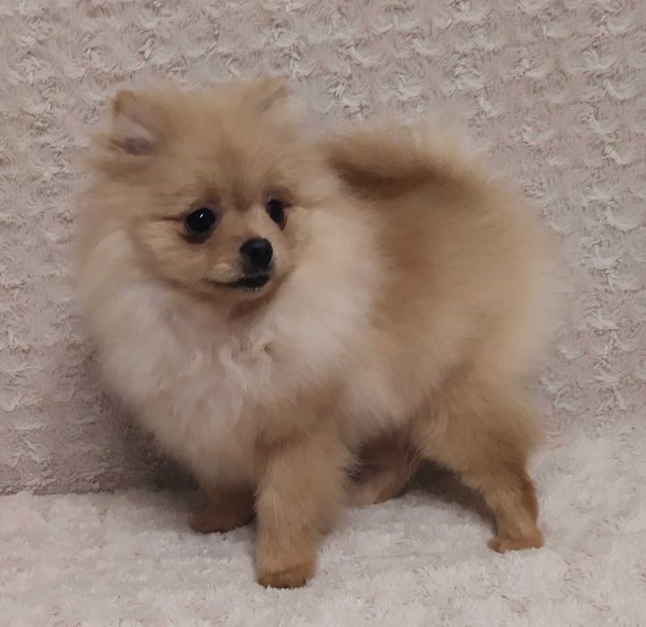 Szpic Miniaturowy (Pomeranian) - piękny piesek