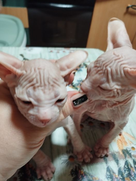 Кошенята Донського сфінкса