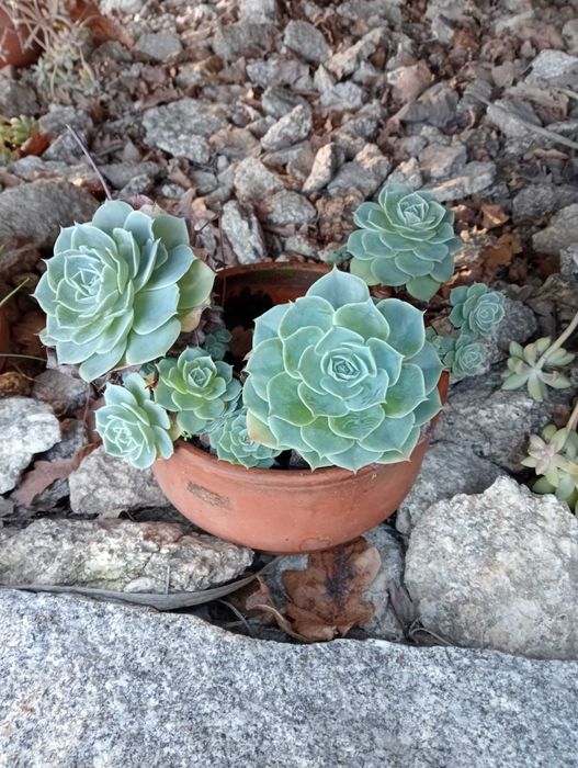Vasos de plantas naturais