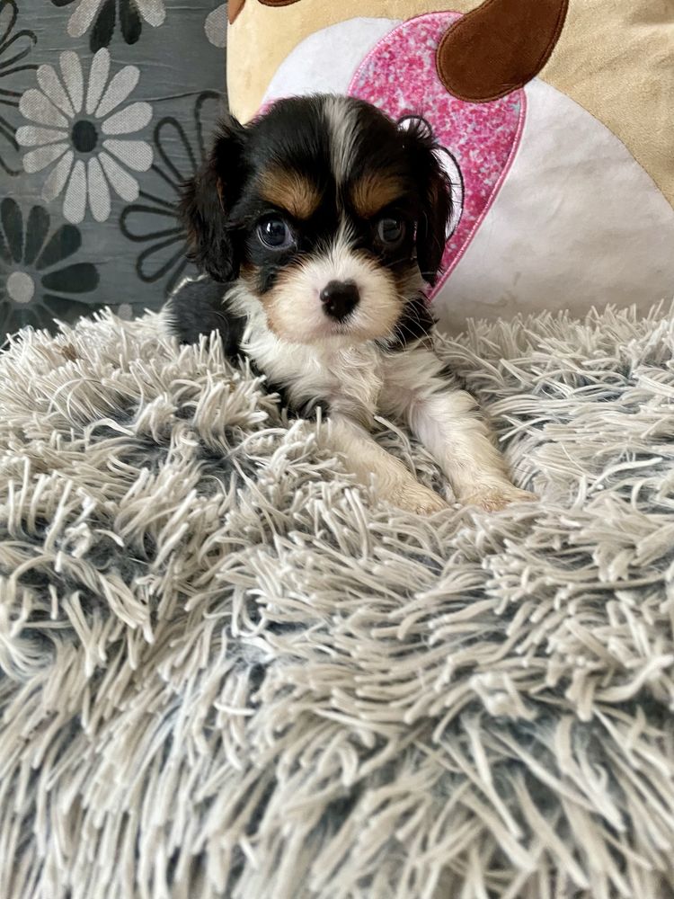 Cavalier king charles spaniel tricolor samiec