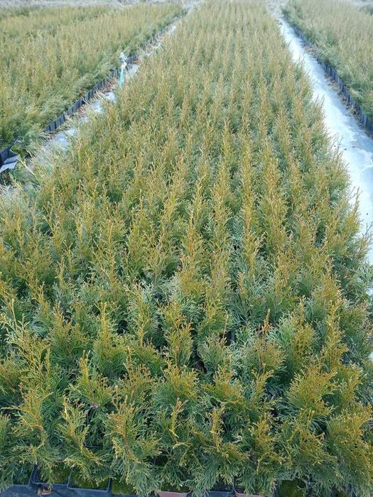 Tuja Szmaragd Doniczka 40 50 cm z dowozem żywopłot Lublin  SADZIMY