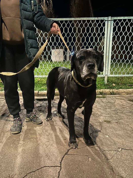 Знайдена дівчинка кане-корсо.Центральний ринок.