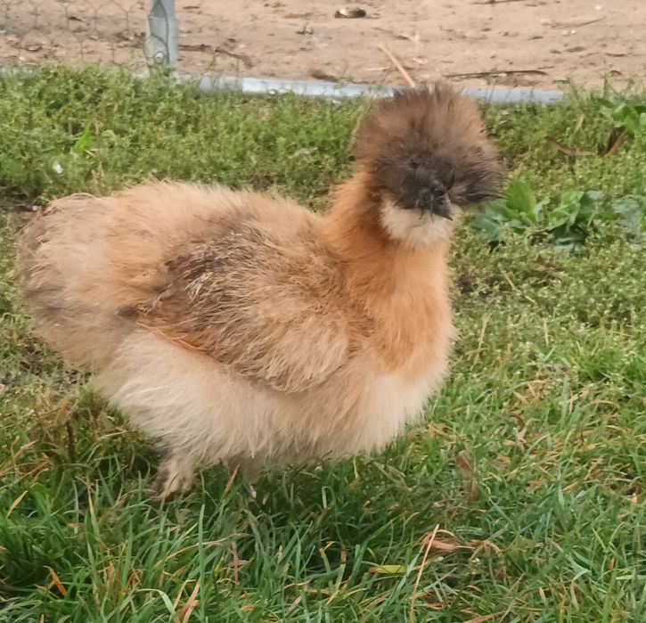 Silki-kurki i kogutki