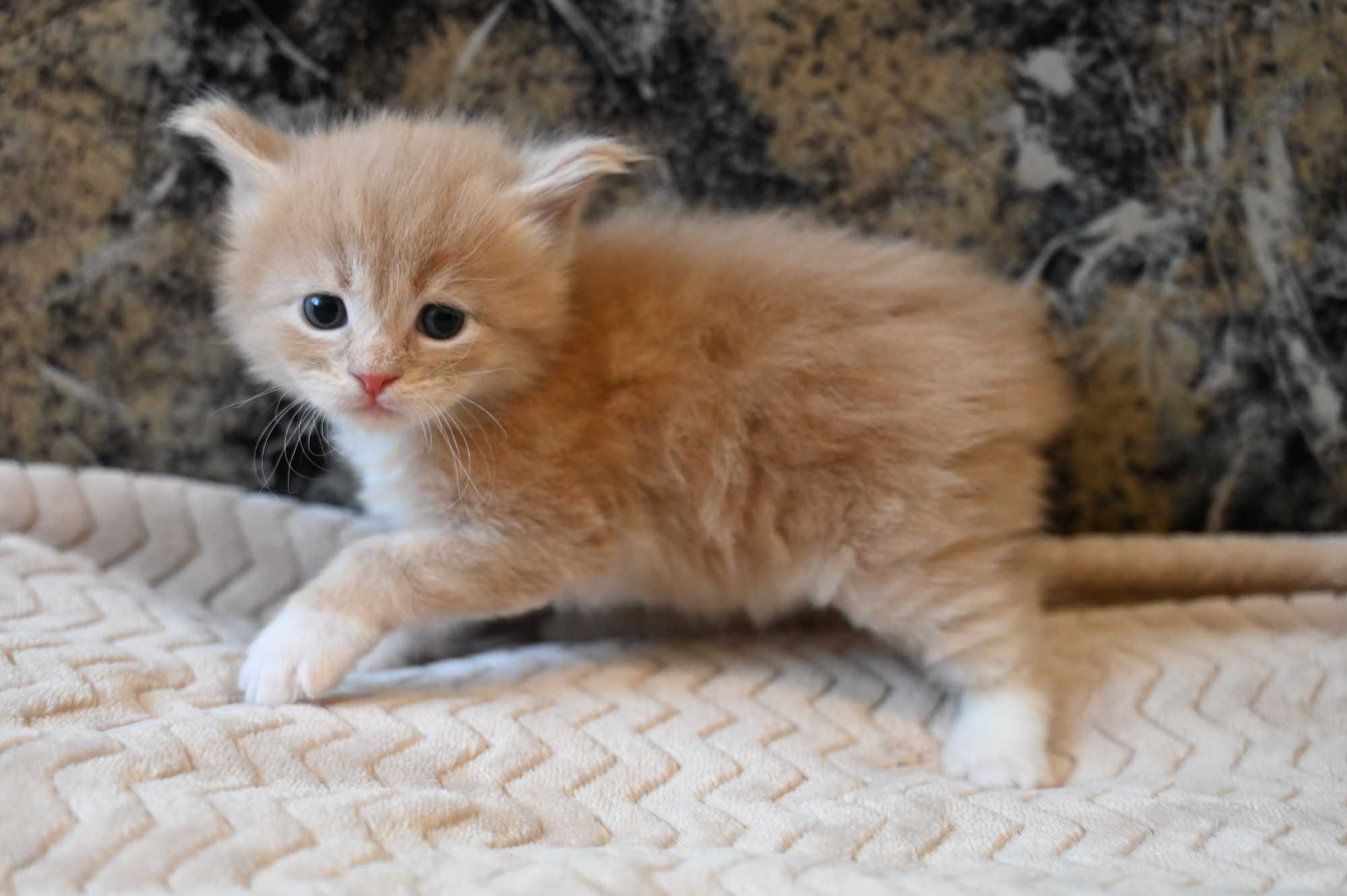 Kocur Maine Coon Kot o ubarwieniu kremowo - białym