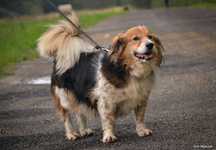 Bohun do adopcji