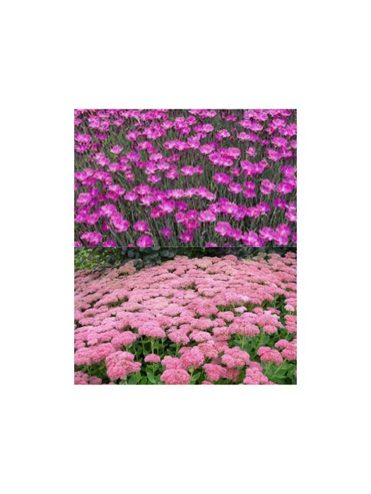 Садові     квіти