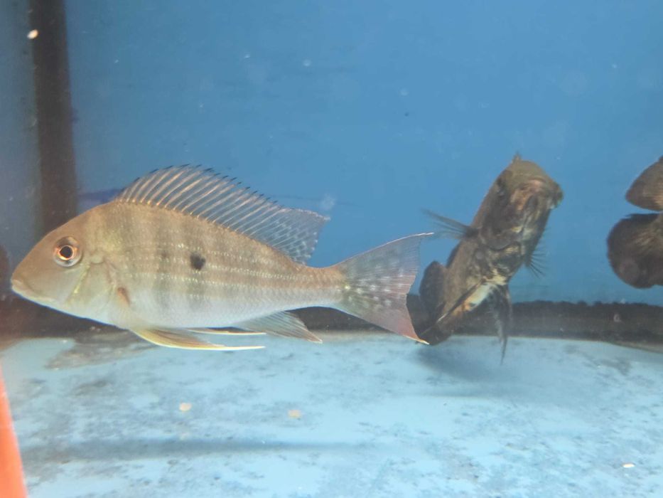 Geophagus surinamensis 11-13cm
