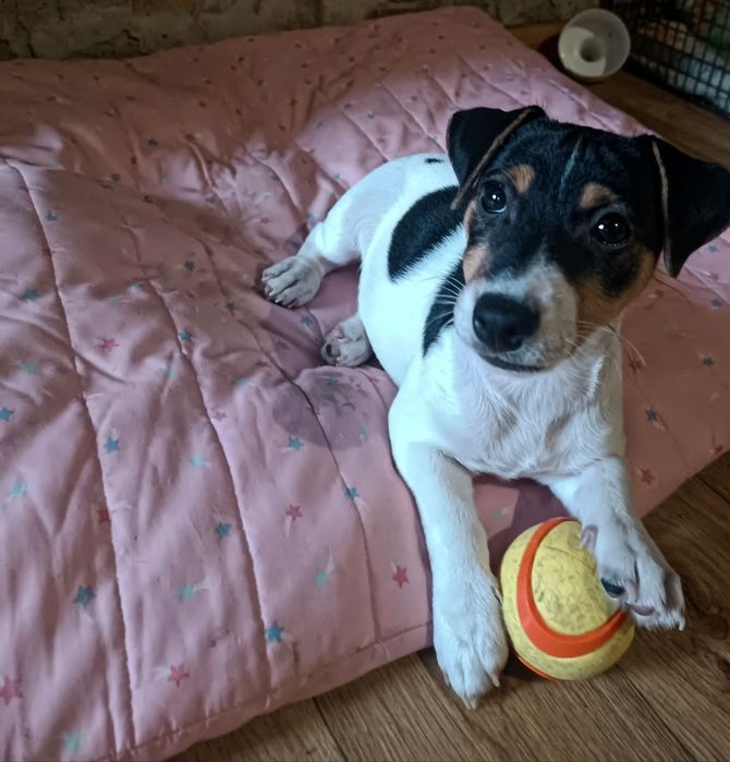 Джек Рассел Терьер