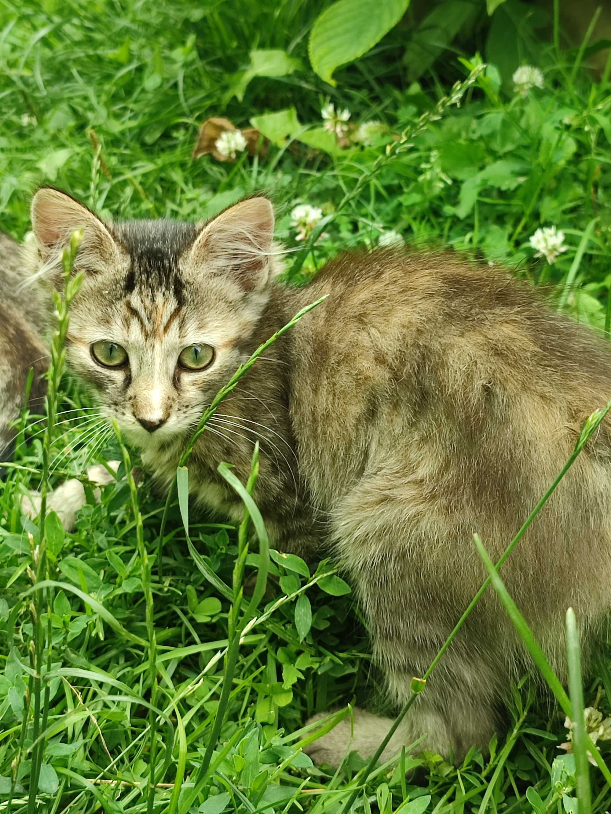 Кошенята, активні та грайливі котики