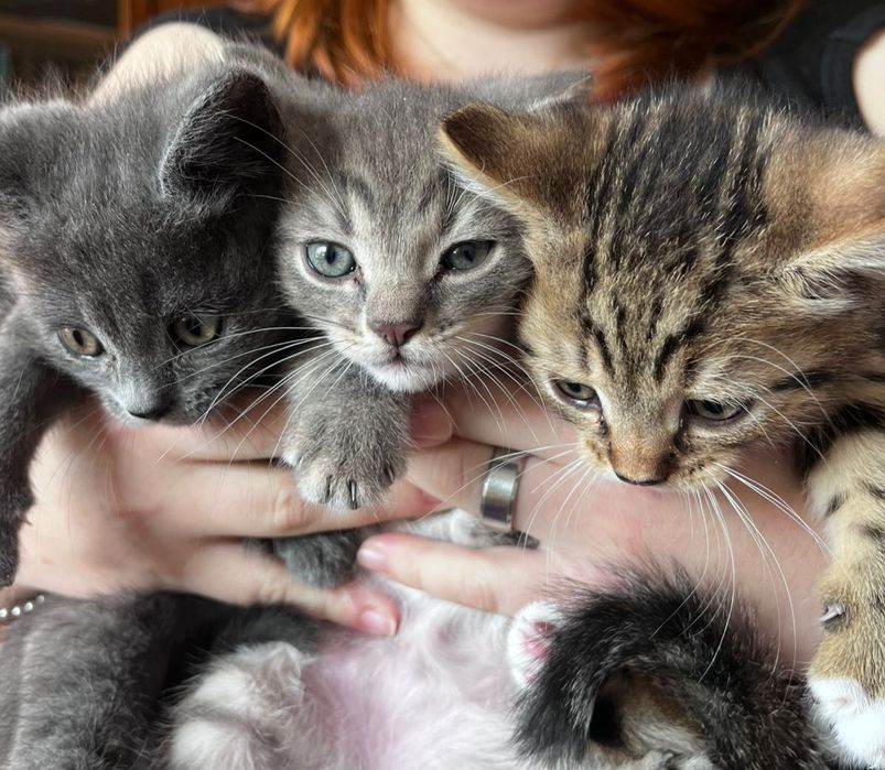Кошенята шукають сім'ю
