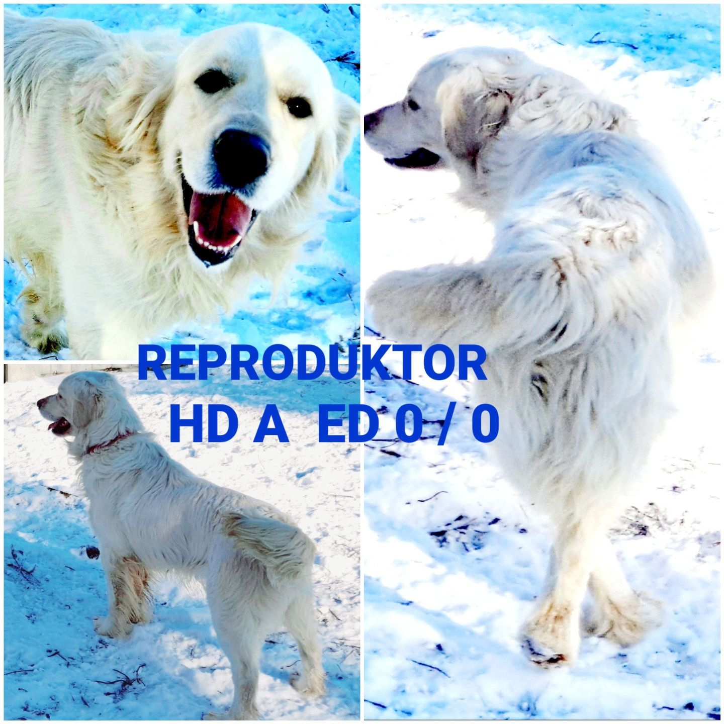 Szczeniak Hektor Golden Retriever RODZICE BEZ DYSPLAZJI  w hodowli