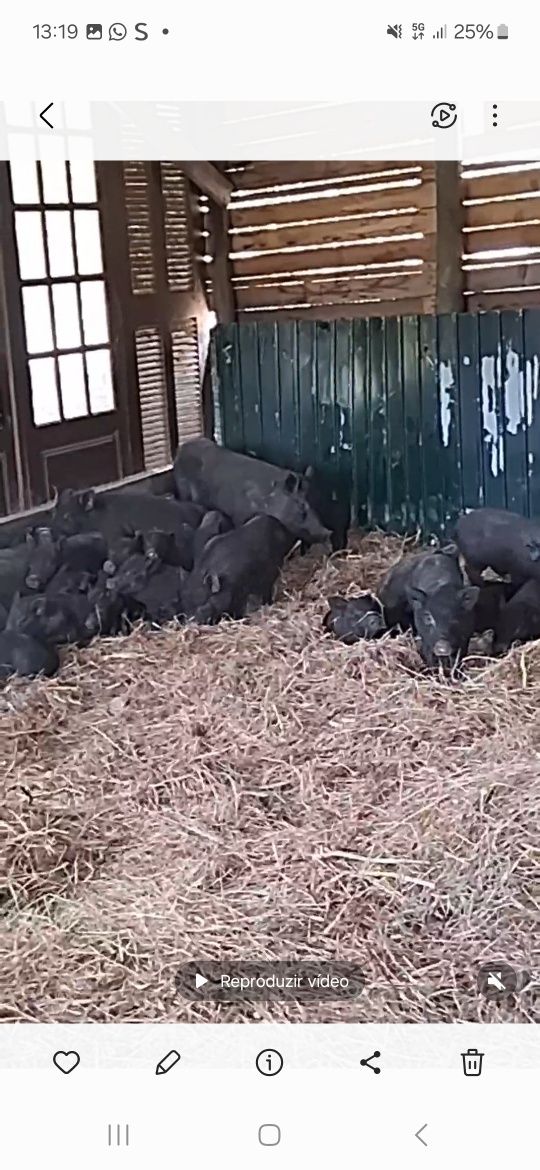 Porco preto porcos