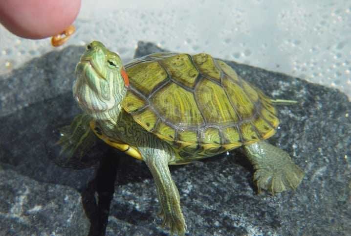 Coelhos anões mini lindíssimos +Gaiolas nova+alimentação adequada