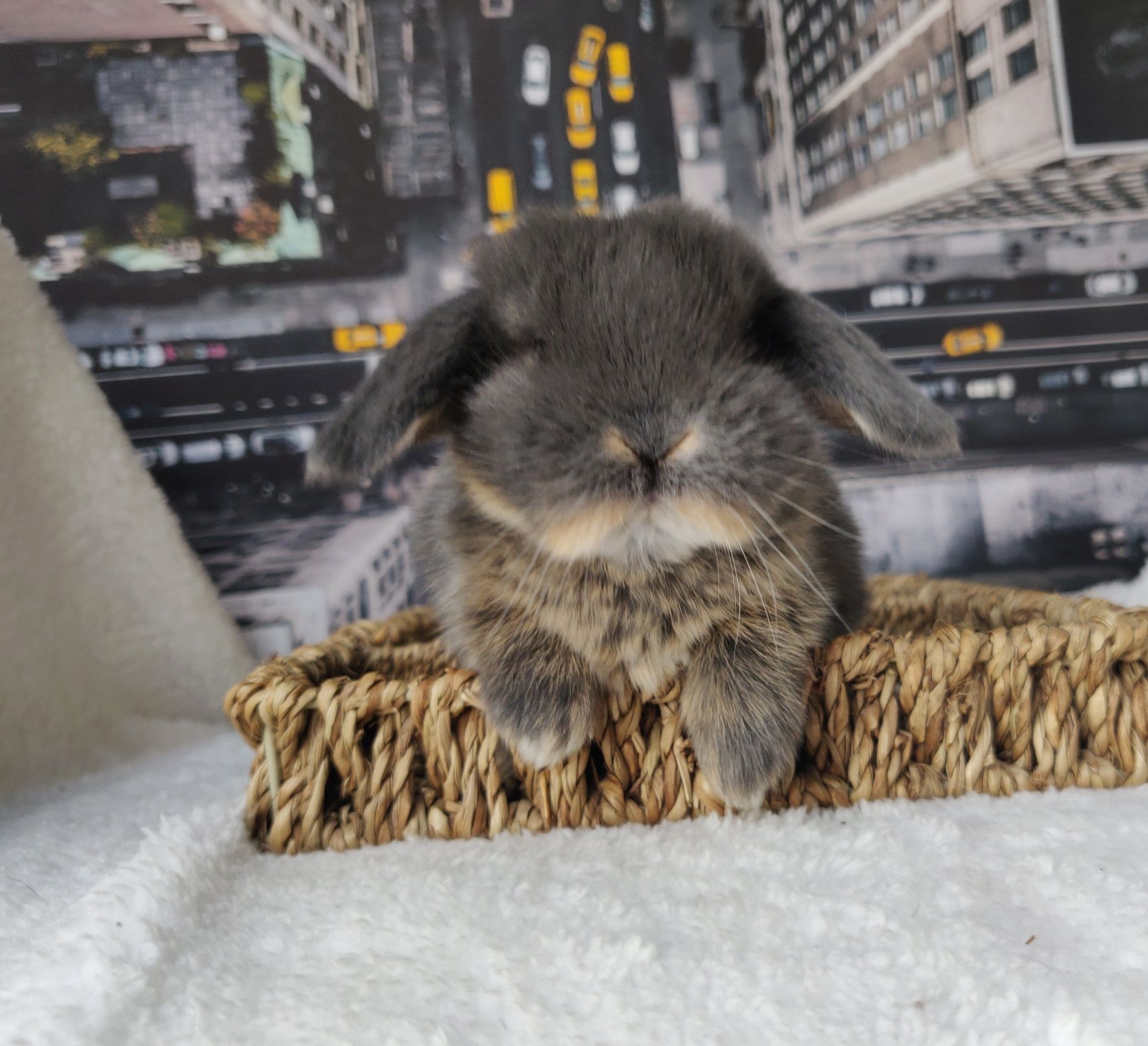 Piękne króliczki Mini Lop. Króliczek miniaturka. Badania, szczepienia