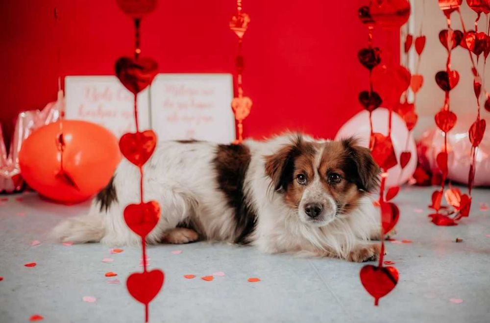 Delikatny, wrażliwy Fropek potrzebuje czasu i poczucia bezpieczeństwa