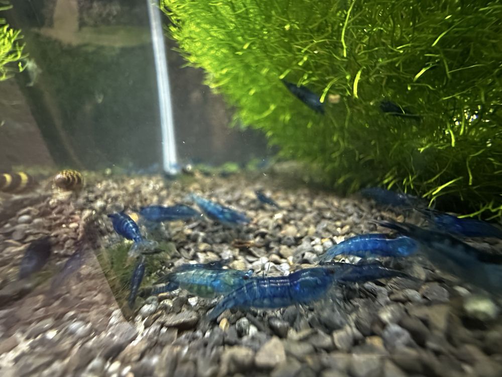 Neocaridina blue dream
