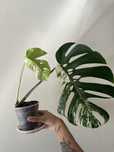 monstera albo variegata