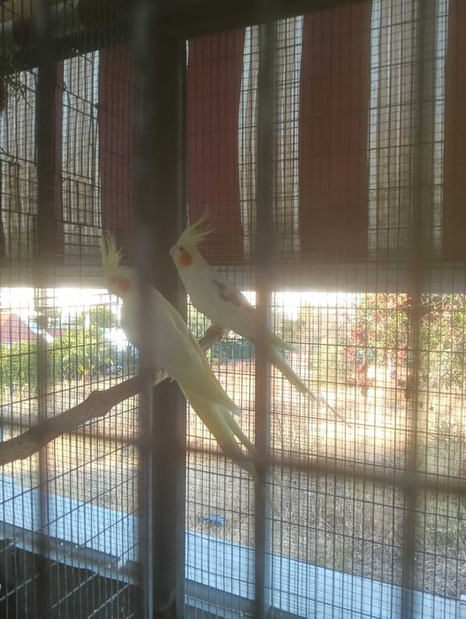2 casais de caturras para ceder