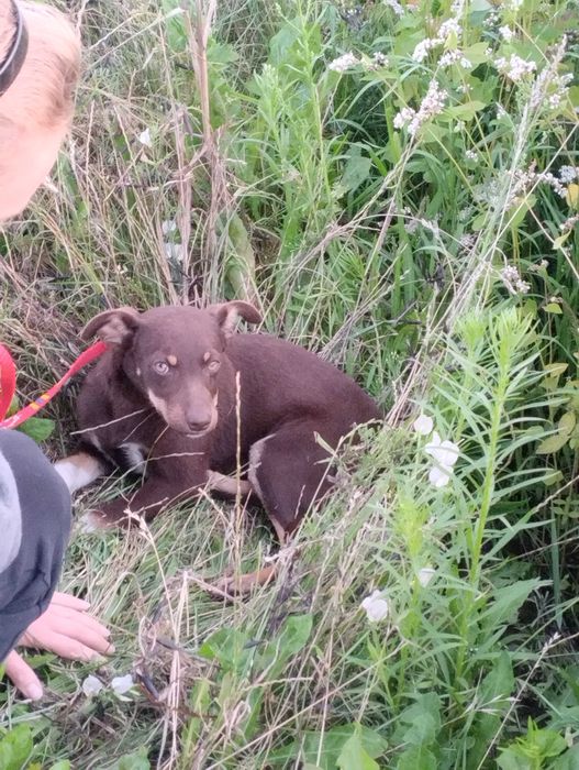 Piesek suczka do adopcji