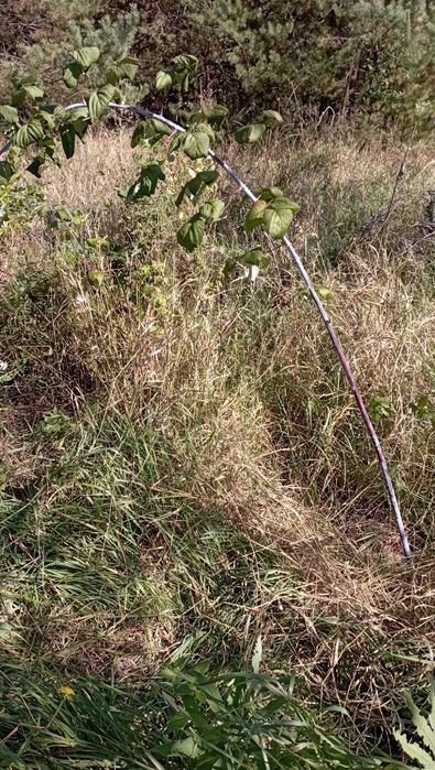 Рослини для відкритого грунту