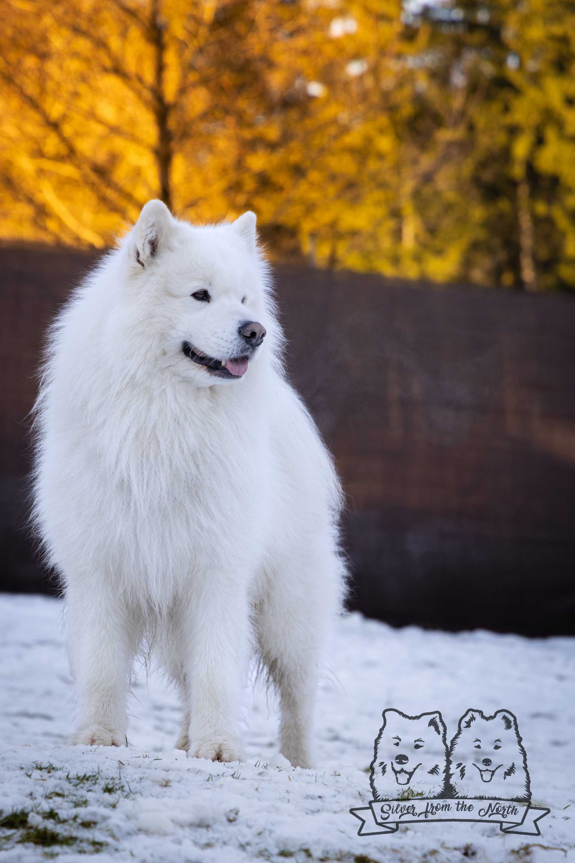 Szczenię Samoyed ZKWP FCI