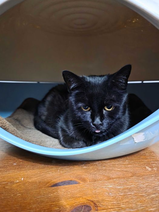 Misia z Fundacji Miasto Kotów