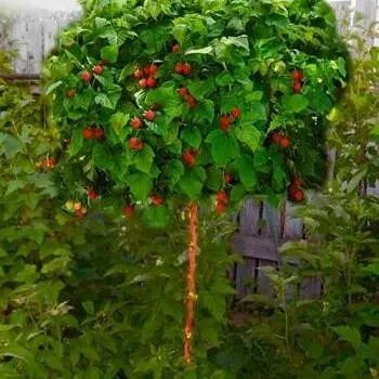 Ожина без колючок Малинов