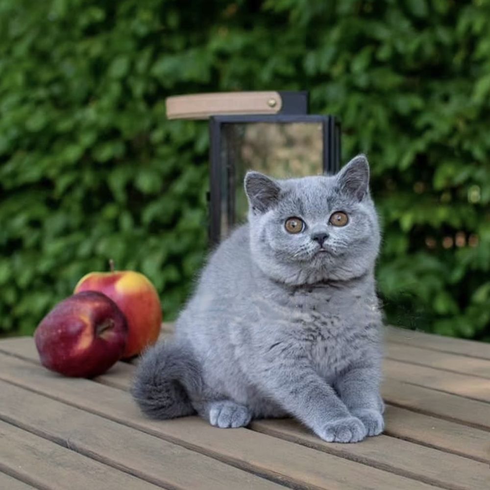 Чудовий британський хлопчик