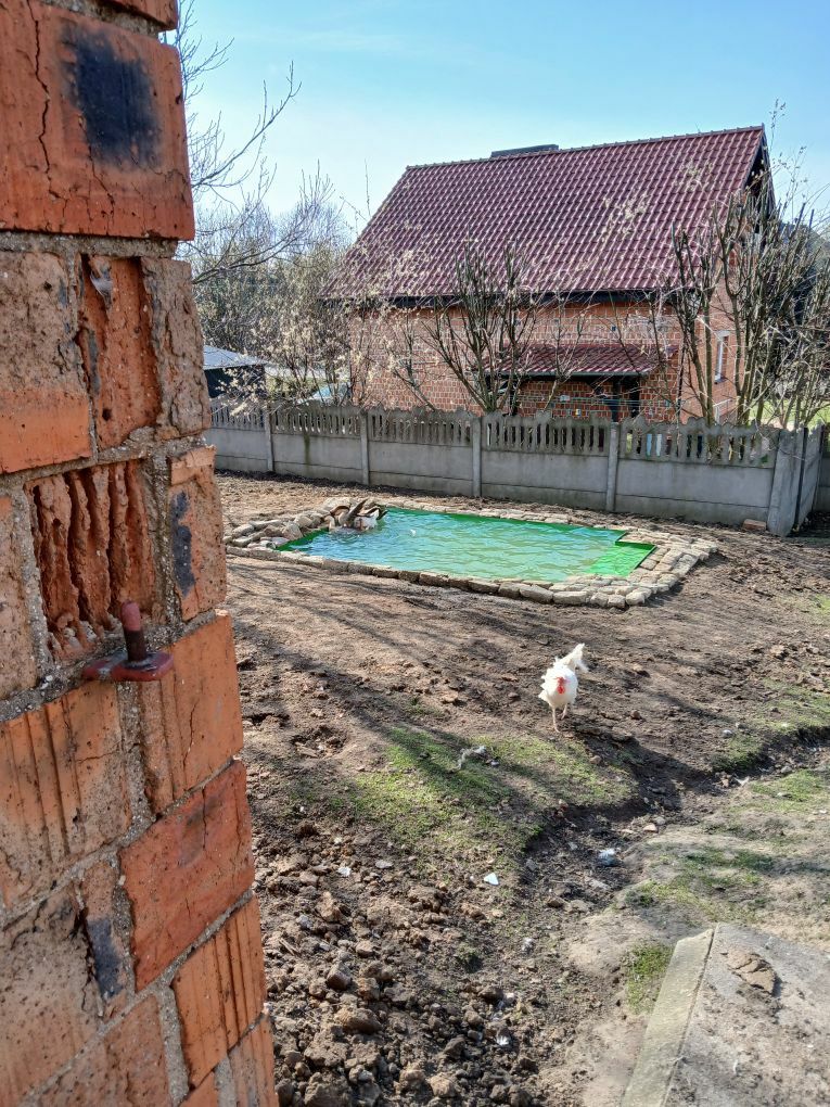 Basen dla gęsi .