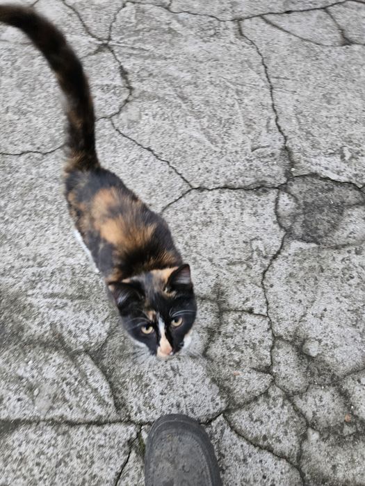 Лагідна  кішка в добрі руки