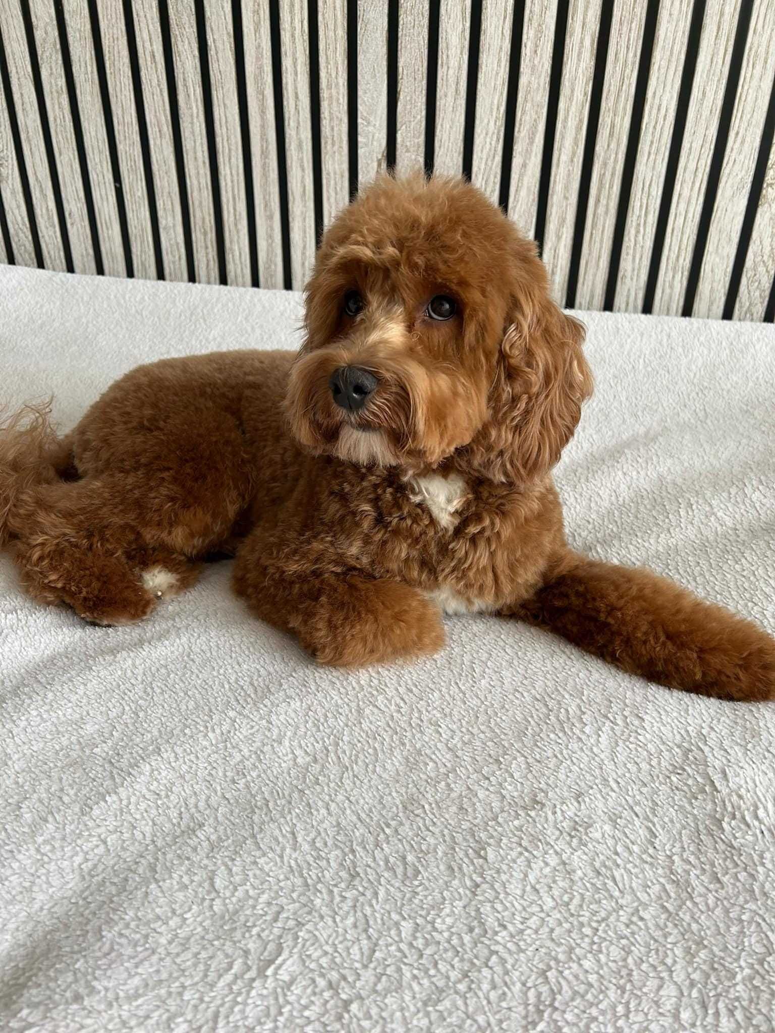 Pudel cockapoo piękny piesek red