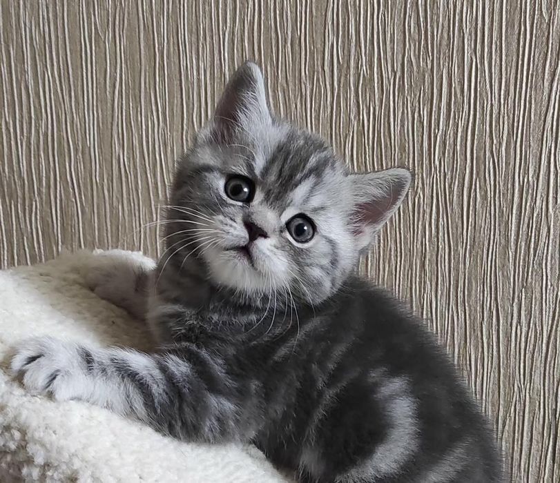 Очень красивые котята