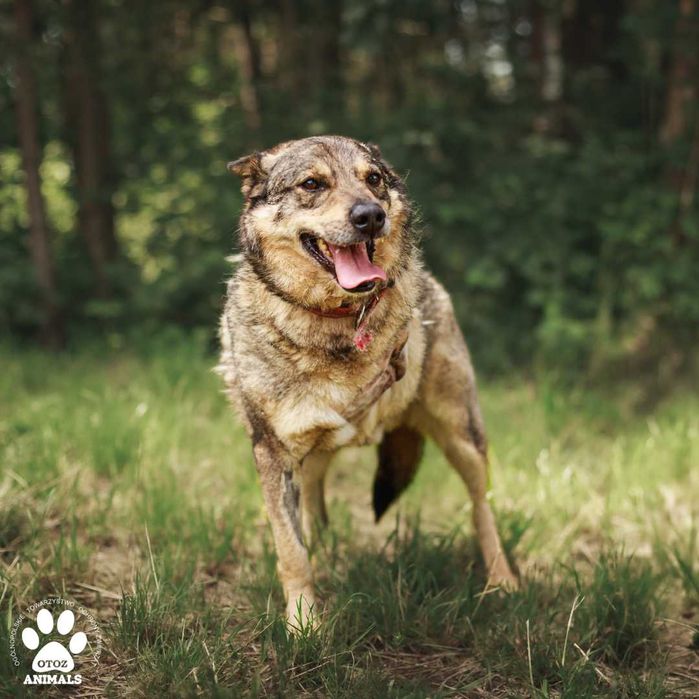 Dzielny Dżeki czeka na nowy dom!