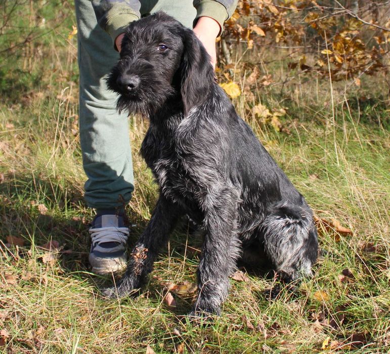 Wyżeł niemiecki szorstkowłosy / czarny deresz