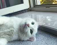 Polinka-cudna koteczka z Ukrainy