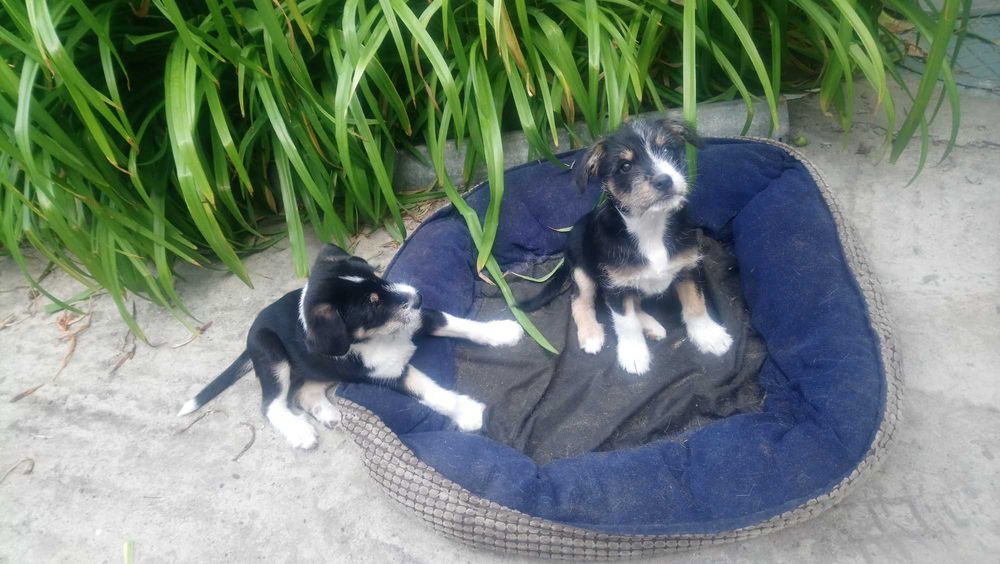 Суперскі здорові Цуценята хлопчики шукають родину 19.05