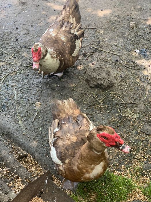 Качур і качка продам