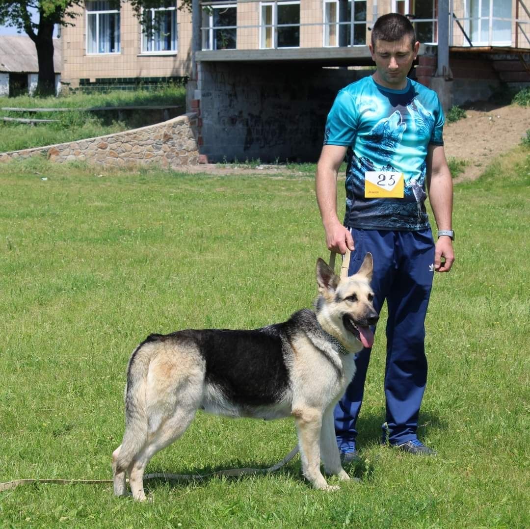 Цуценята ВЕО східноєвропейської вівчарки