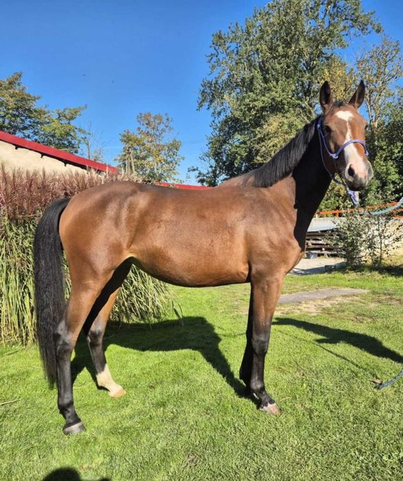 Klacz ur. marzec 2023