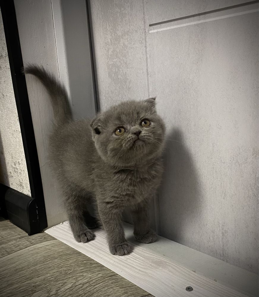 Шотландские котята
