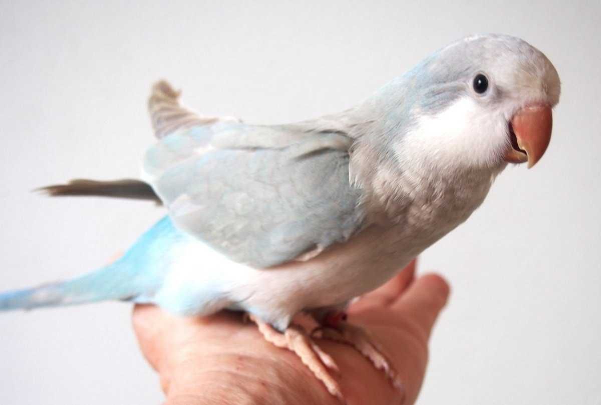 Ваш новий друг із крилами: Папуга Квакер доступний для вас